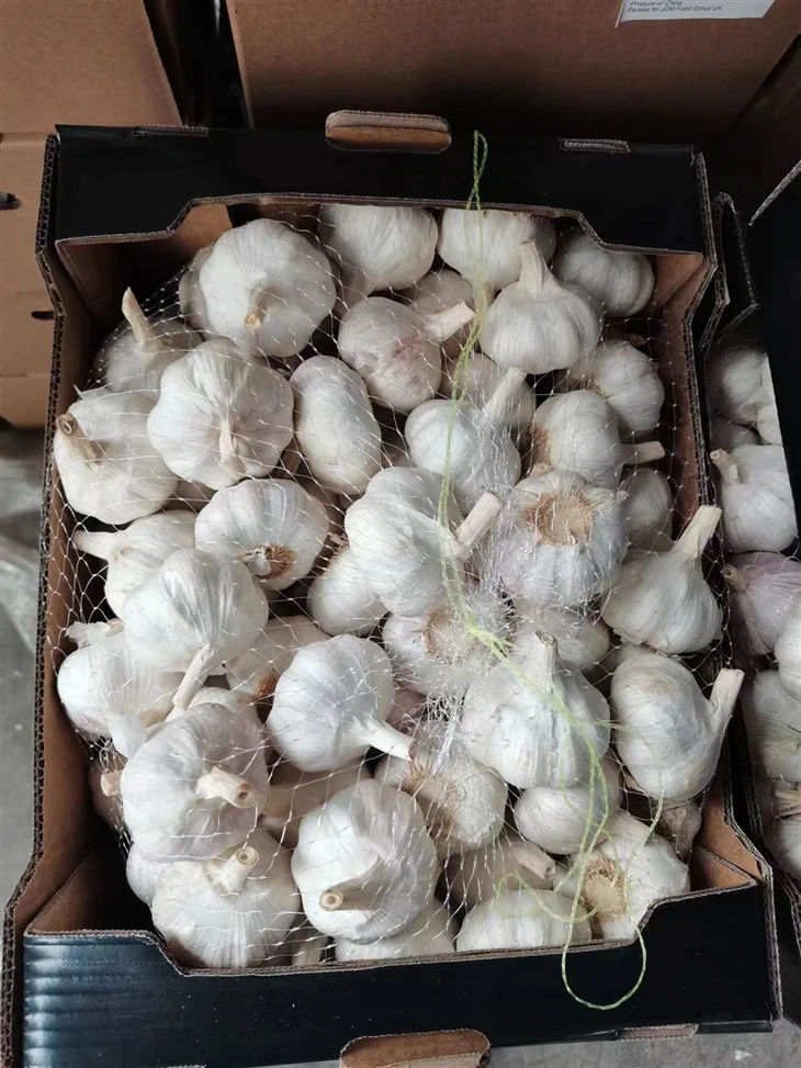 High Quality Packed Garlic