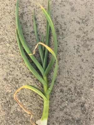 New Garlic Of 2025 Is Growing Well