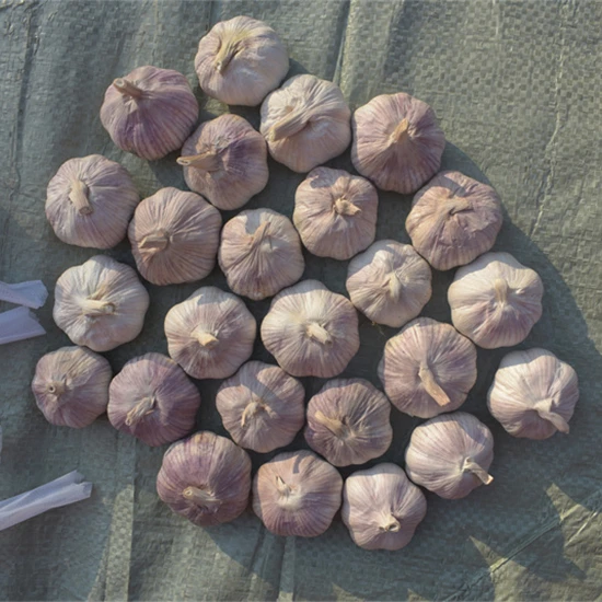 Purple Garlic