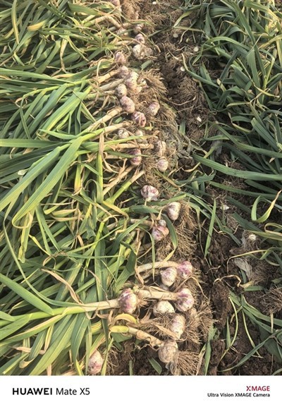 2026 New Fresh Garlic